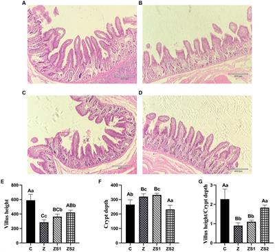 Positive effects of selenized-oligochitosan on zearalenone-induced intestinal dysfunction in piglets